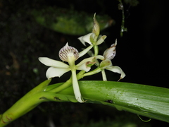 Prosthechea