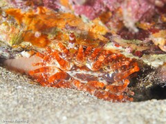 Telmatactis cricoides