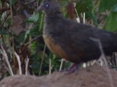 Ptilopachus petrosus