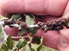 Disholandricus chrysolepidis