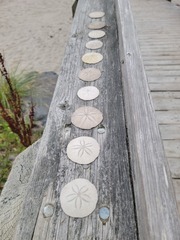 Echinarachnius parma