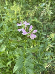 Physostegia