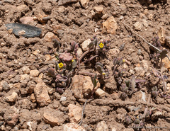 Phacelia monoensis