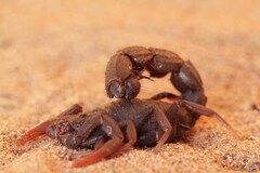 Parabuthus transvaalicus