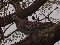 Columba guinea