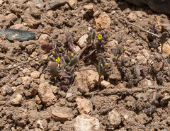 Phacelia monoensis