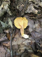 Cantharellus appalachiensis