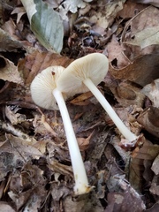 Marasmius strictipes