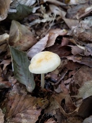Marasmius strictipes