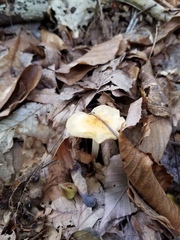 Marasmius strictipes