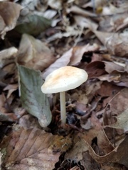 Marasmius strictipes