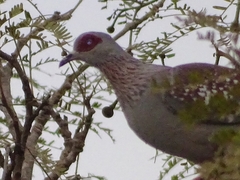 Columba guinea