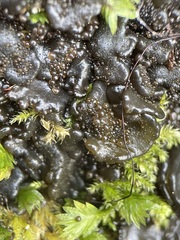 Lathagrium fuscovirens