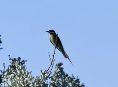 Merops superciliosus