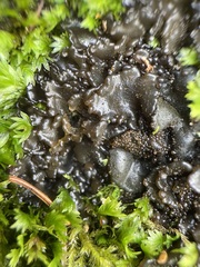 Lathagrium fuscovirens