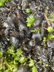 Lathagrium fuscovirens