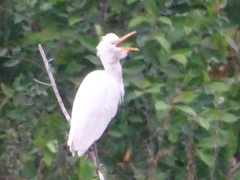Bubulcus ibis