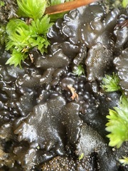 Lathagrium fuscovirens