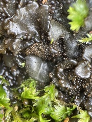 Lathagrium fuscovirens