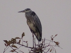 Ardea cinerea