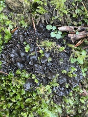 Lathagrium fuscovirens