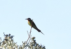 Merops superciliosus