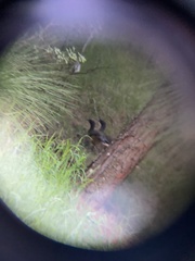 Ortalis poliocephala