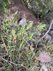 Tetramerium