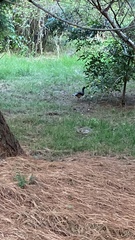 Ortalis poliocephala