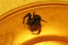 Thomisidae