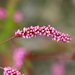 Persicaria longiseta - Photo (c) Brad Walker,  זכויות יוצרים חלקיות (CC BY-NC), הועלה על ידי Brad Walker