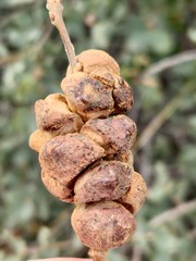 Disholcaspis mamillana