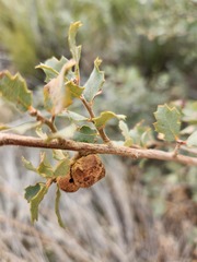 Disholcaspis mamillana