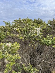 Baccharis pilularis consanguinea