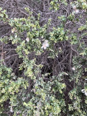 Baccharis pilularis consanguinea