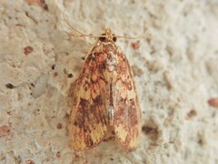 Mimophobetron pyropsalis