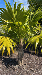 Thrinax radiata