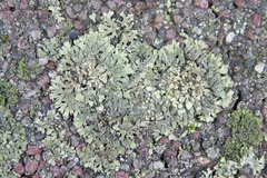 Phaeophyscia orbicularis