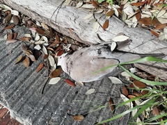 Streptopelia decaocto