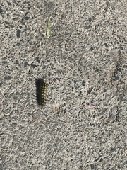 Lophocampa argentata