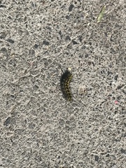 Lophocampa argentata