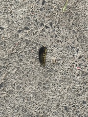 Lophocampa argentata