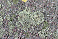 Phaeophyscia orbicularis
