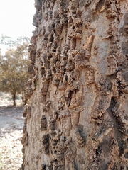 Celtis occidentalis