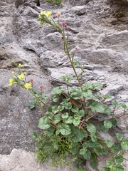 Chylismia