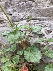 Chylismia
