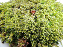 Racomitrium canescens