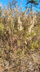 Eupatorium compositifolium