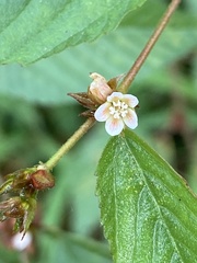 Melochia nodiflora