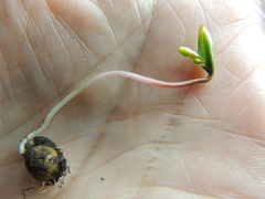 Claytonia lanceolata